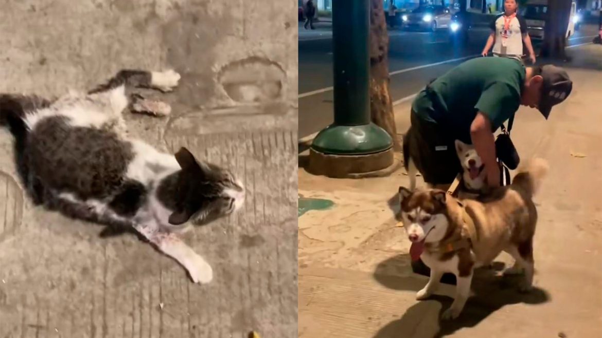 Stray cat lying on the ground after reported McKinley incident involving dogs