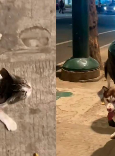 Stray Cat Dies in McKinley Incident, Netizens Call Out Alleged Irresponsible Dog Owner