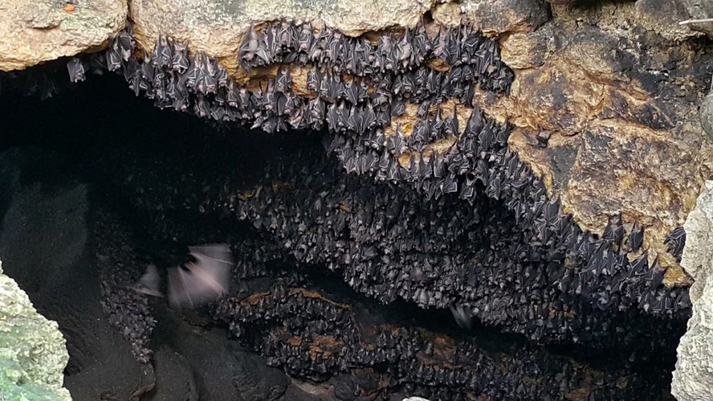 Millions of Geoffroy's rousette fruit bats resting inside the Monfort Bat Sanctuary cave in Samal Island, Davao del Norte, Philippines.