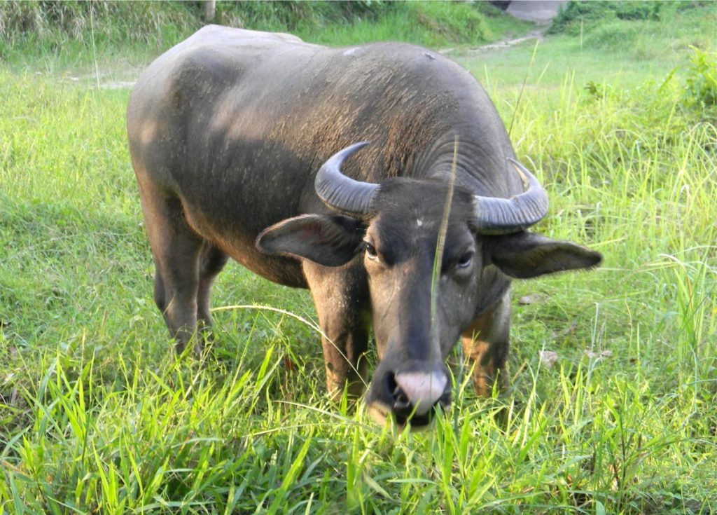 A Philippine carabao grazing in a grassy field, highlighting the importance of the Carabao in the Philippines to agriculture.