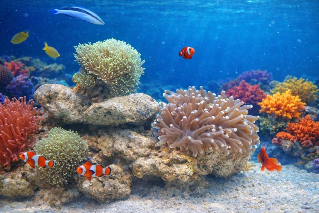 Colorful coral reef ecosystem illustrating the effects of Coral Reef Destruction Philippines on marine biodiversity and fish habitats.