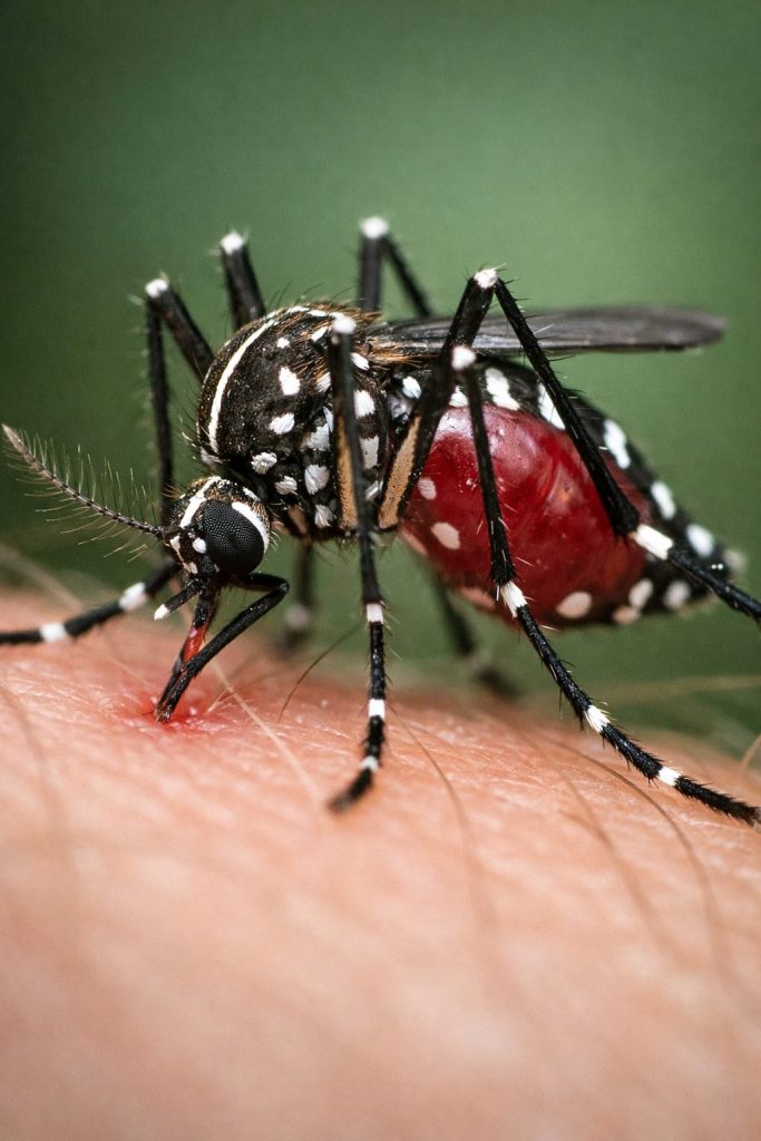 Close-up of a dengue-carrying mosquito, illustrating mosquito viruses and mosquito-borne disease transmission.