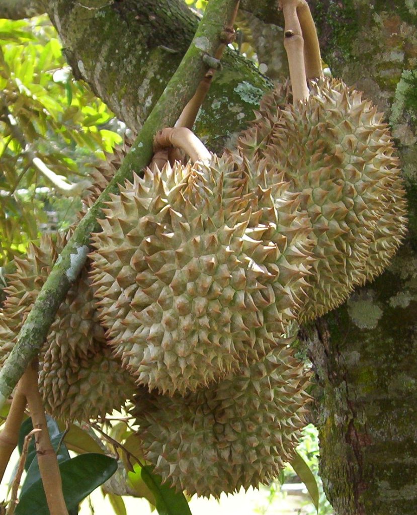 Ripe durian fruits hanging from a durian tree during durian season.