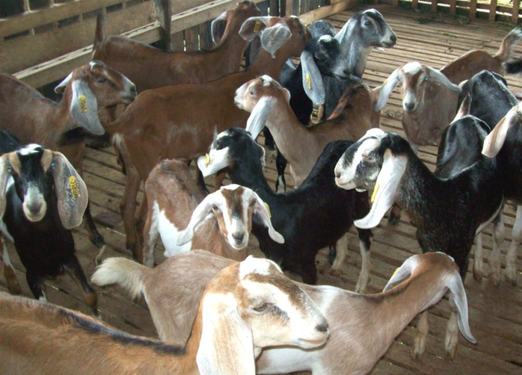 A herd of goats gathered inside a shelter, representing efficient goat breeding methods for commercial and small-scale farming.