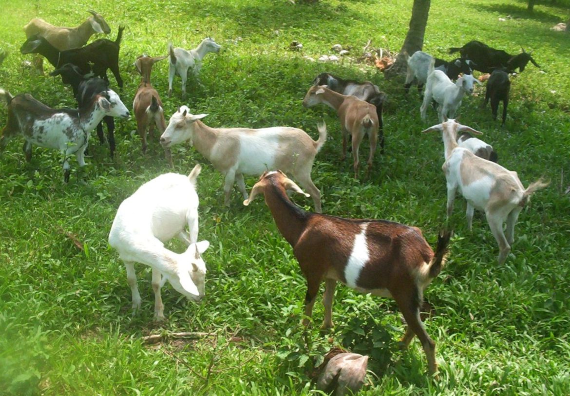 A herd of goats grazing in a pasture, demonstrating goat breeding methods used for sustainable and year-round livestock production.