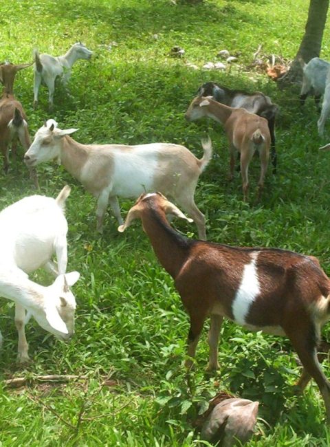 Breeding Goats All-Year Round Using “Green” Methods