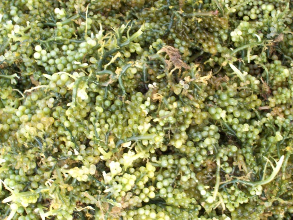 Fresh grape seaweed or lato harvested in the Philippines, representing the seaweed benefits Philippines.
