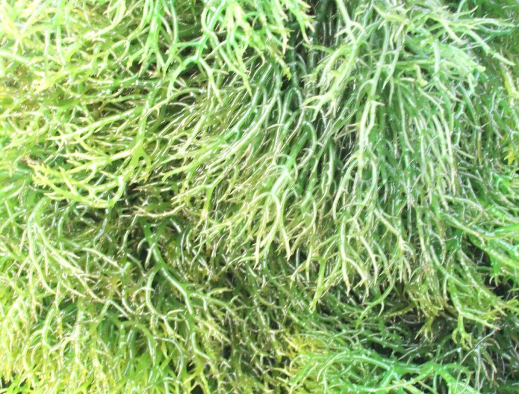 Green edible seaweed growing naturally in shallow coastal waters in the Philippines.