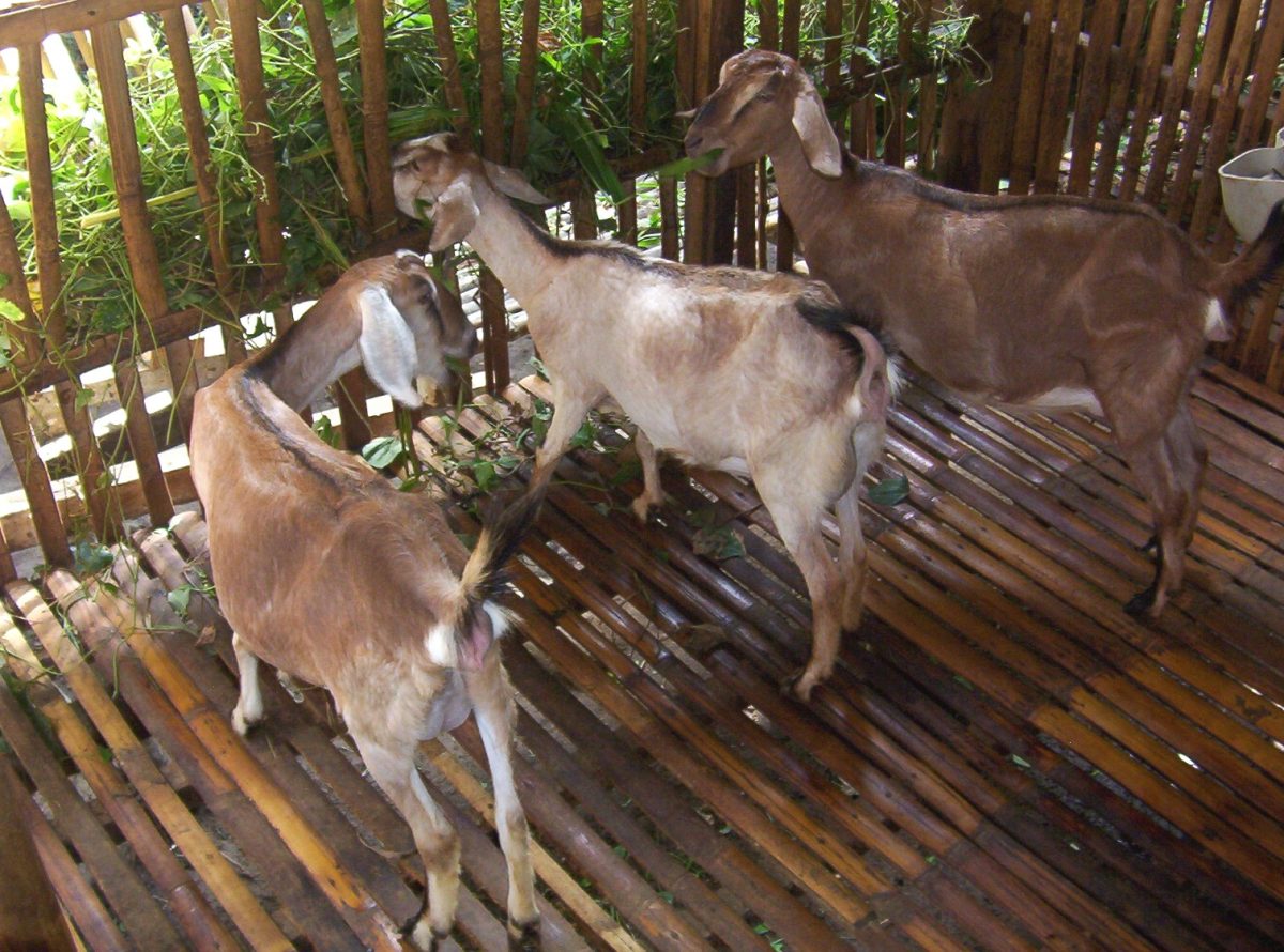 Several goats inside a livestock pen as part of sustainable goat breeding methods developed for year-round reproduction.