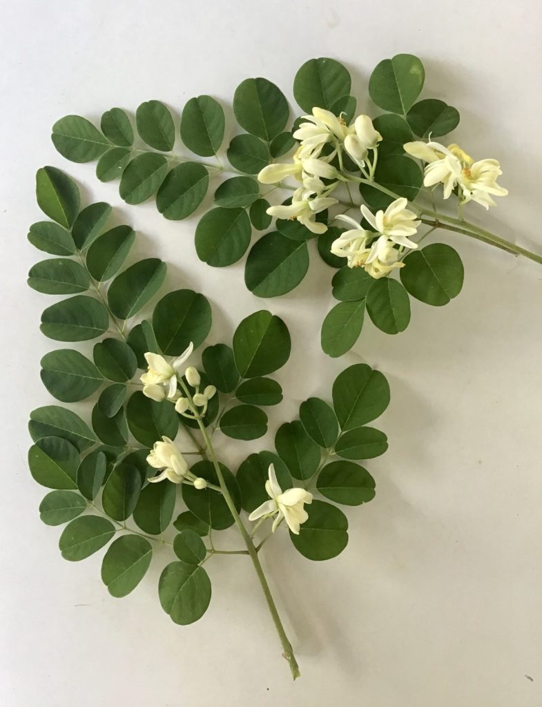 Fresh malunggay leaves and flowers showcasing the many uses of malunggay for nutrition, cooking, and herbal wellness.
