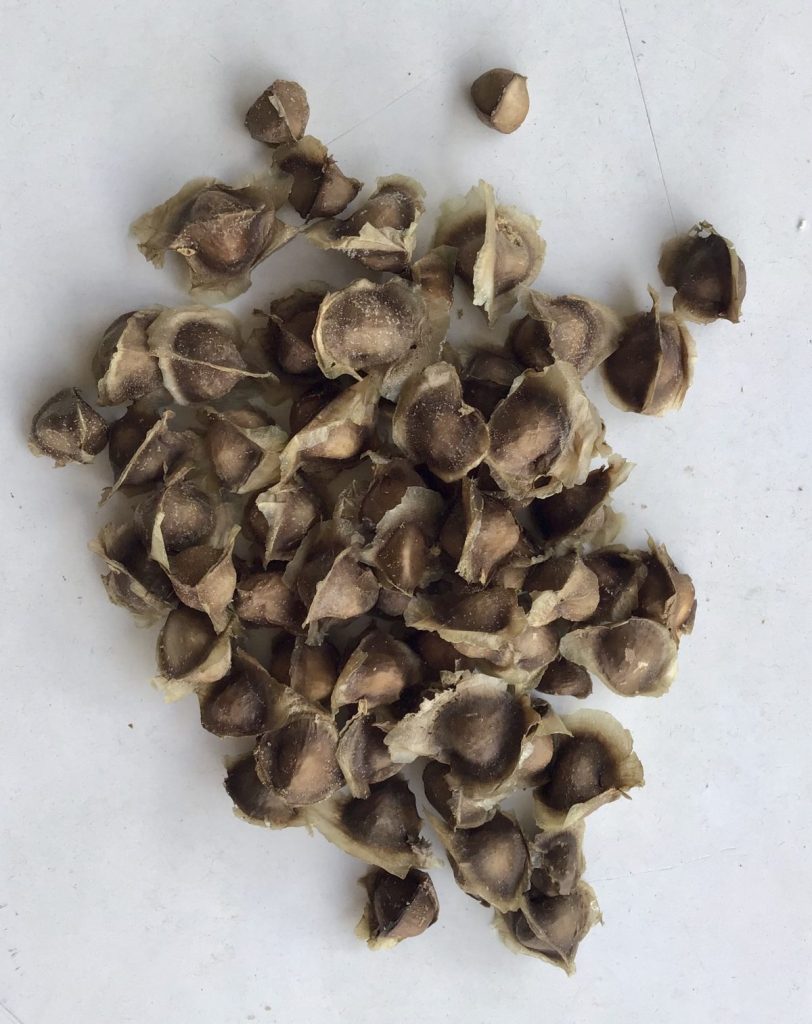 Dried malunggay seeds used for planting, propagation, and the many uses of malunggay in agriculture.