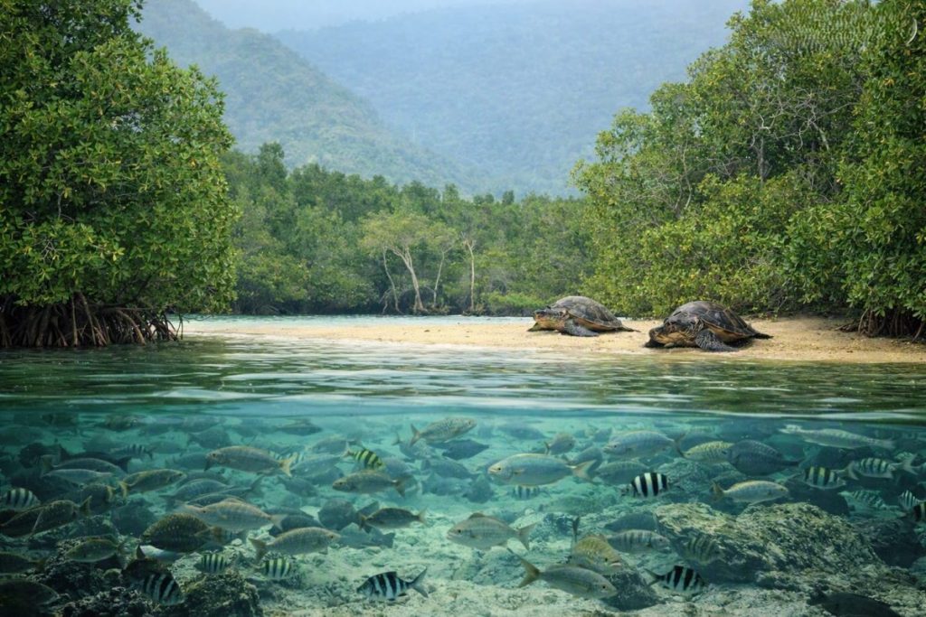 Healthy mangrove forest along the Philippine coastline, highlighting the importance of Mangrove Conservation Philippines for marine biodiversity.