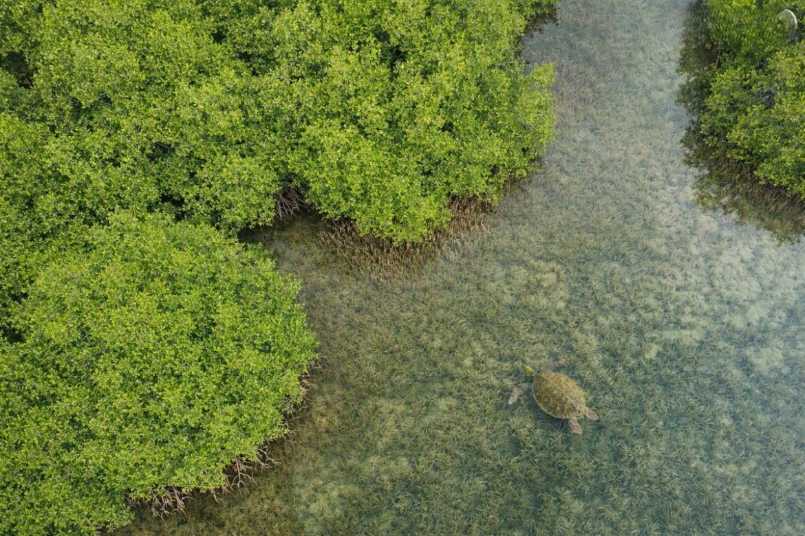A mangrove forest with a pawikan (sea turtle), showcasing the importance of Mangrove Conservation Philippines for wildlife habitats.