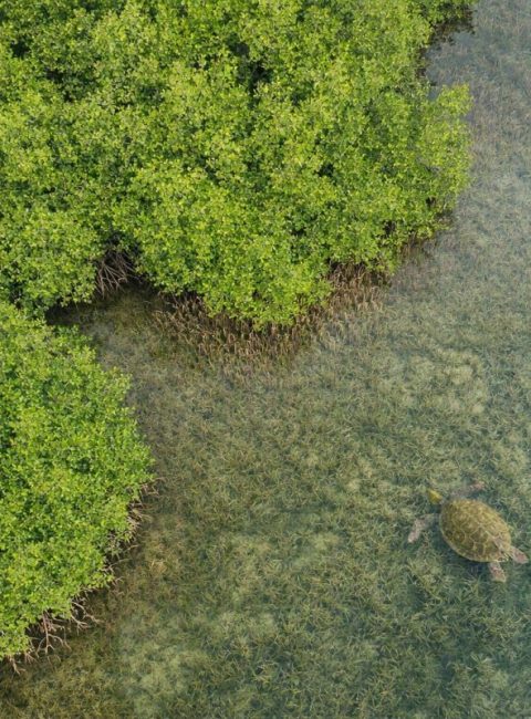 Preserving And Restoring Vanishing Mangroves