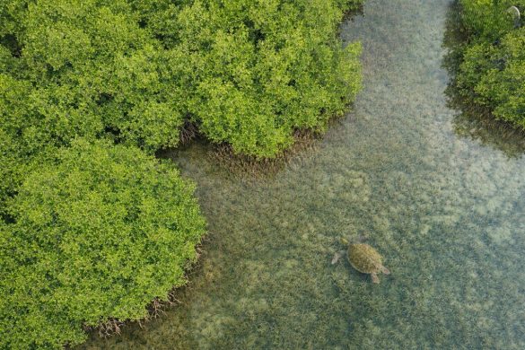 Preserving And Restoring Vanishing Mangroves
