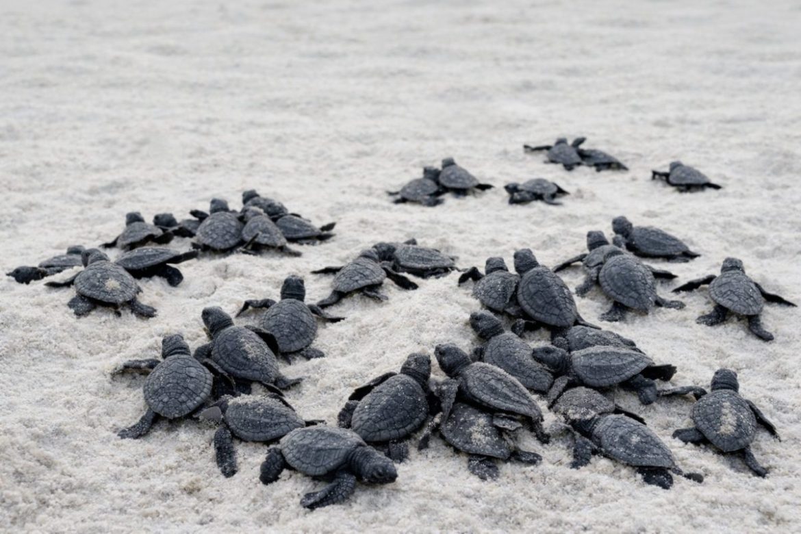 Marine turtle hatchlings crawling toward the sea during a conservation release to help protect endangered turtle populations.
