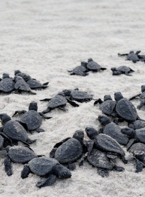 Marine Turtles Are Hunted To Extinction