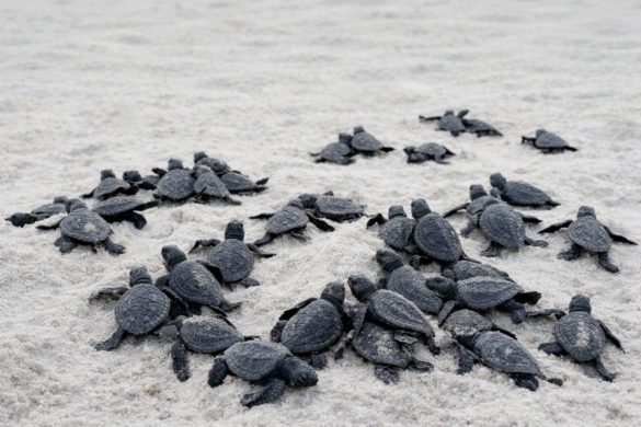 Marine Turtles Are Hunted To Extinction