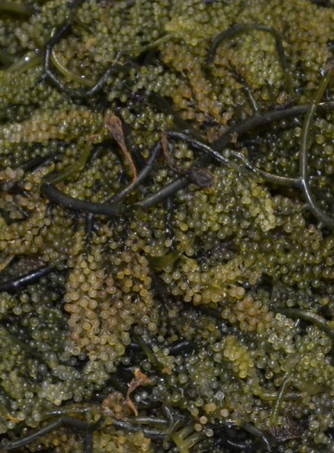 There’s More To Seaweeds Than Just For Eating
