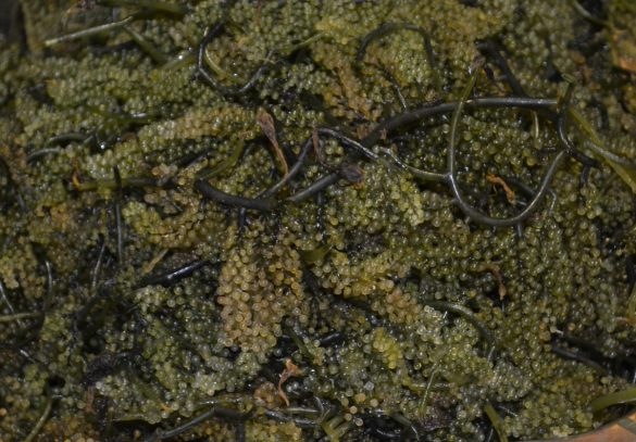 There’s More To Seaweeds Than Just For Eating
