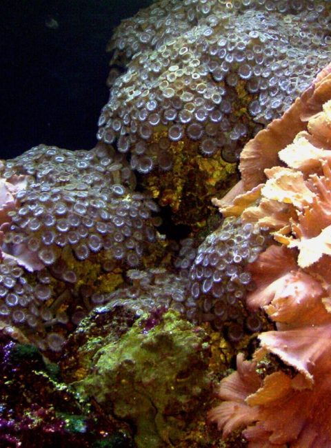 Coral Reefs’ Destruction Threatens Fish Production