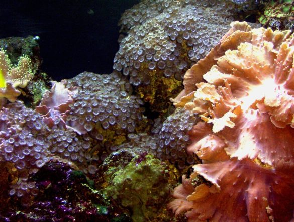 Coral Reefs’ Destruction Threatens Fish Production
