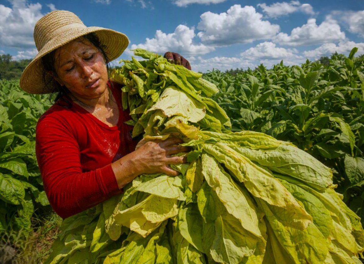 A farmer harvesting tobacco leaves in a field, highlighting Tobacco Uses Beyond Smoking in sustainable agriculture and eco-friendly applications.