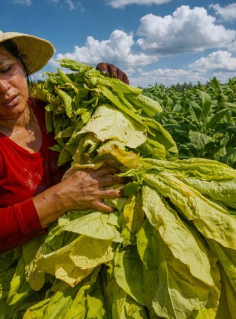 There’s More To Tobacco Other Than Smoking