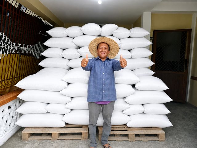 Farmer standing beside sacks of zinc-rich rice harvested to improve nutrition and crop productivity.