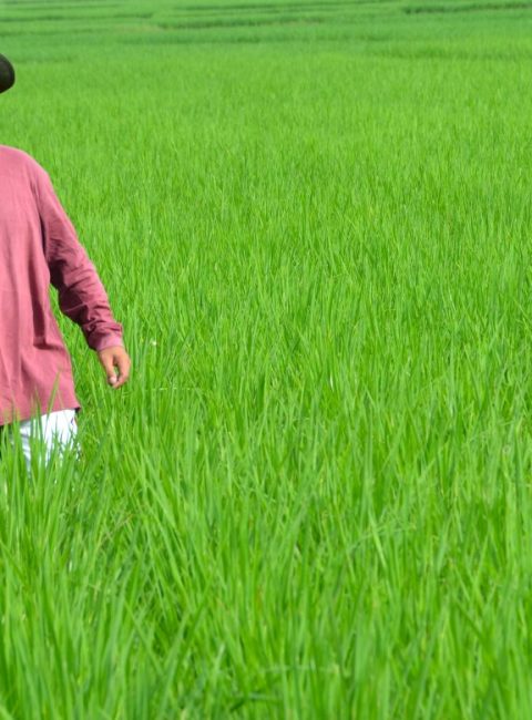 Rice Farmer Proves 8.2 Tons Can Be Harvested From a Hectare