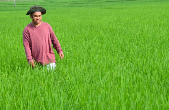 Rice Farmer Proves 8.2 Tons Can Be Harvested From a Hectare