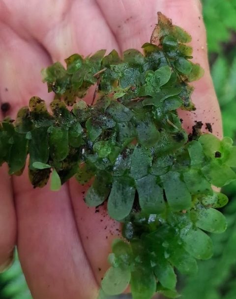 Altut Tuna Peak Yields Rare Liverwort, Extending the Known Range of Treubia Insignis