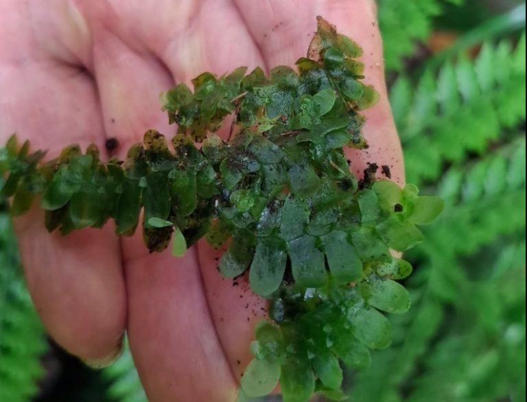 Altut Tuna Peak Yields Rare Liverwort, Extending the Known Range of Treubia Insignis