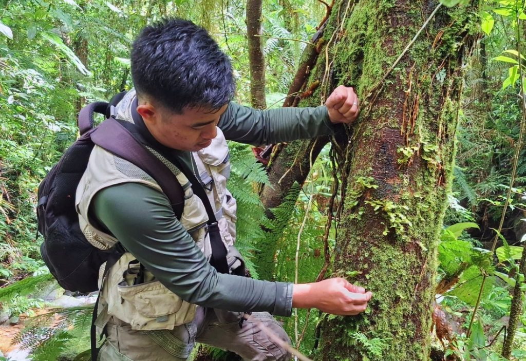 A researcher conducts a field study related to Altut Tuna Peak Treubia insigne in a moist forest environment