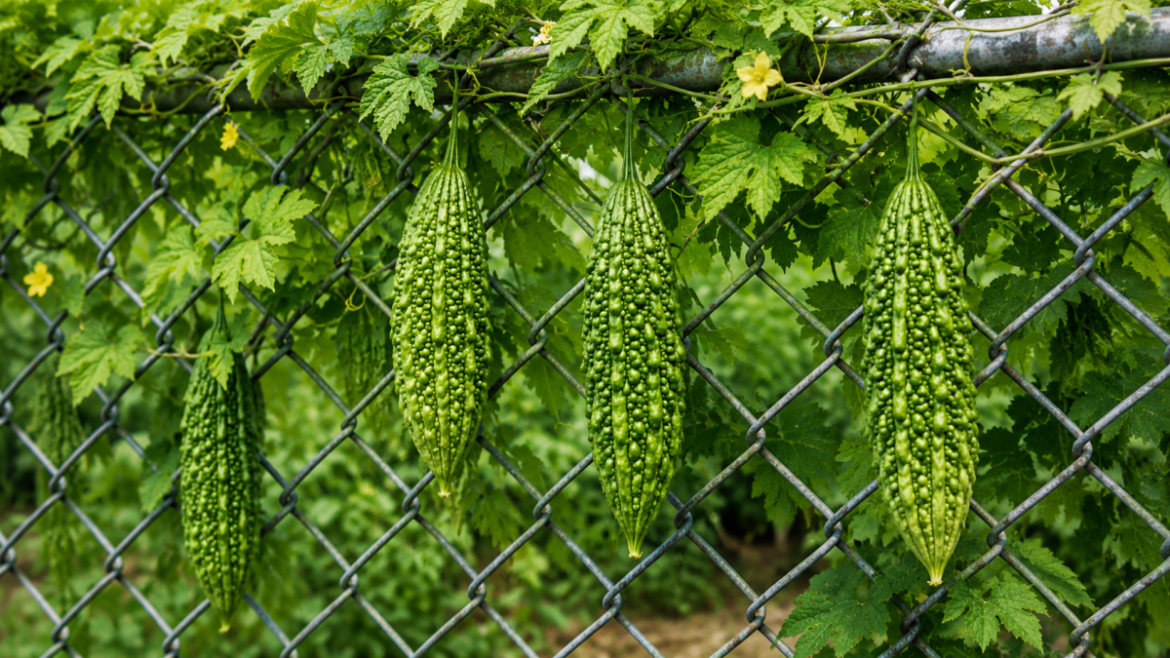 Ampalaya fruits growing on a vine as researchers explore ampalaya tablets for diabetes in the Philippines