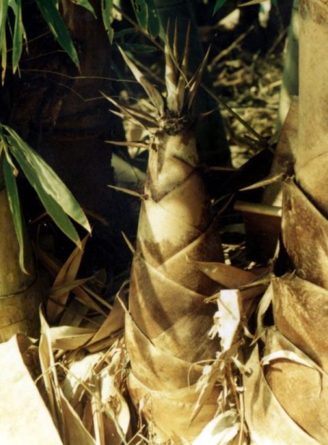 The Potentials of Bamboo Rediscovered