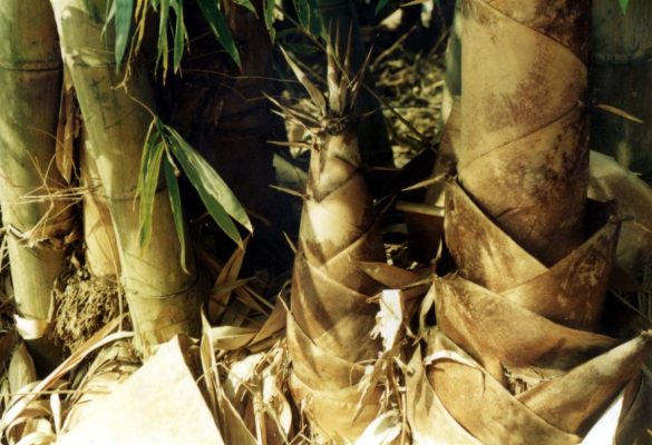 The Potentials of Bamboo Rediscovered