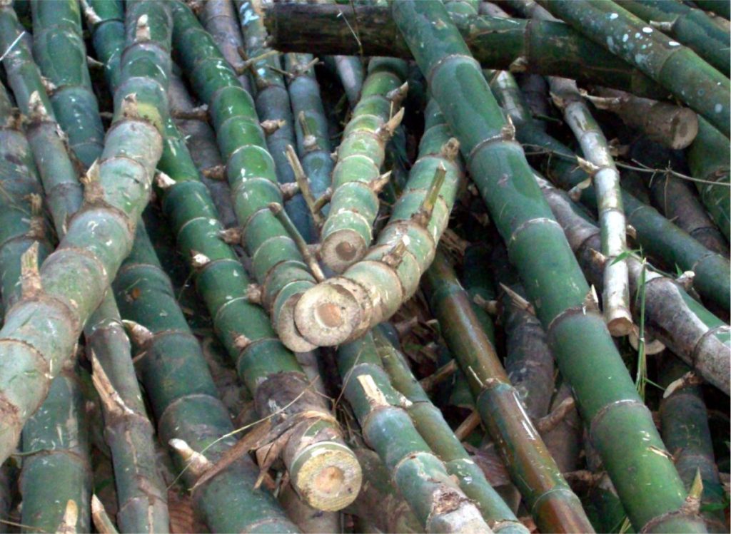Freshly harvested bamboo poles showing the bamboo potential for construction and manufacturing.