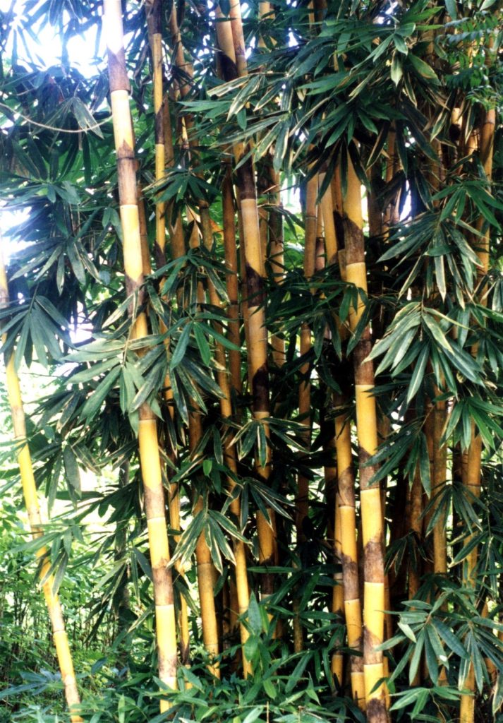 Ornamental bamboo plants illustrating the bamboo potential for landscaping and environmental conservation.