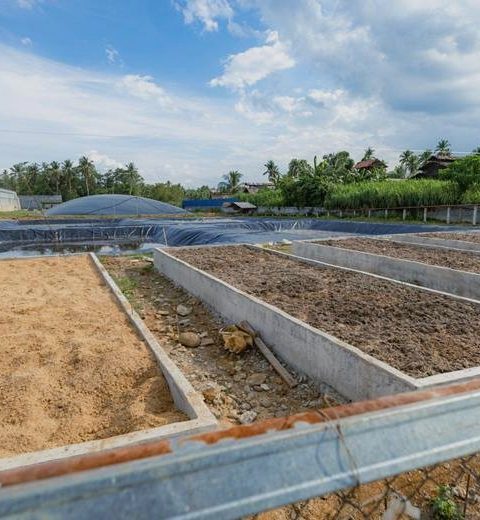 From Waste to Watts: How Biogas Turns Manure into Clean Energy