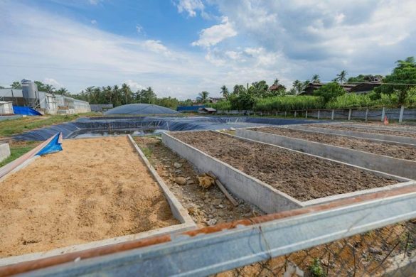 From Waste to Watts: How Biogas Turns Manure into Clean Energy