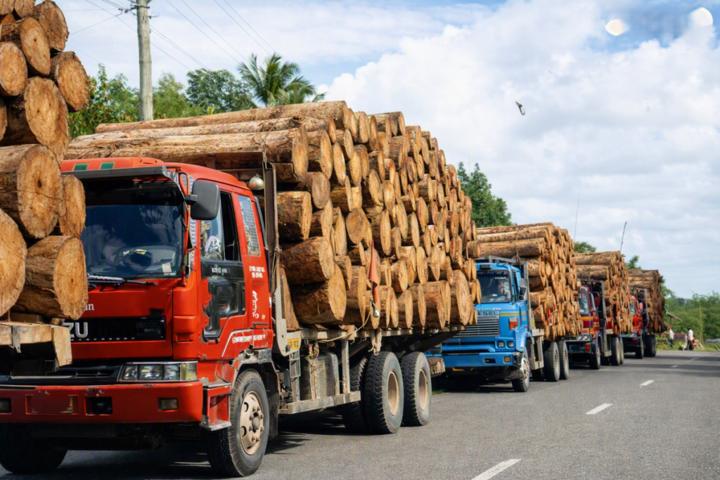 Trucks loaded with timber transport logs, highlighting logging activity associated with deforestation in the Philippines.