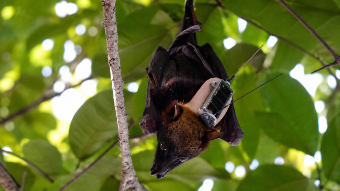 Flying fox equipped with a tracking device as researchers study flying fox migration patterns