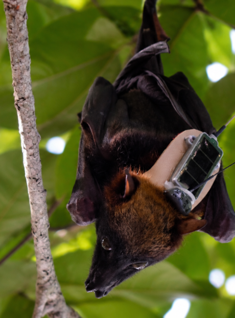 UP Researchers Track Flying Fox Migration Patterns to Guide Future Conservation Efforts