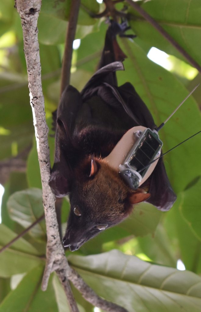 Flying fox fitted with a tracking device to monitor its migration movements