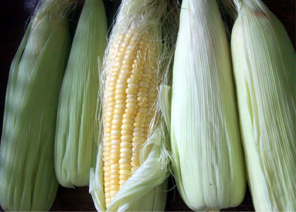 Fresh corn with corn silk, commonly used in herbal medicines for traditional wellness practices.