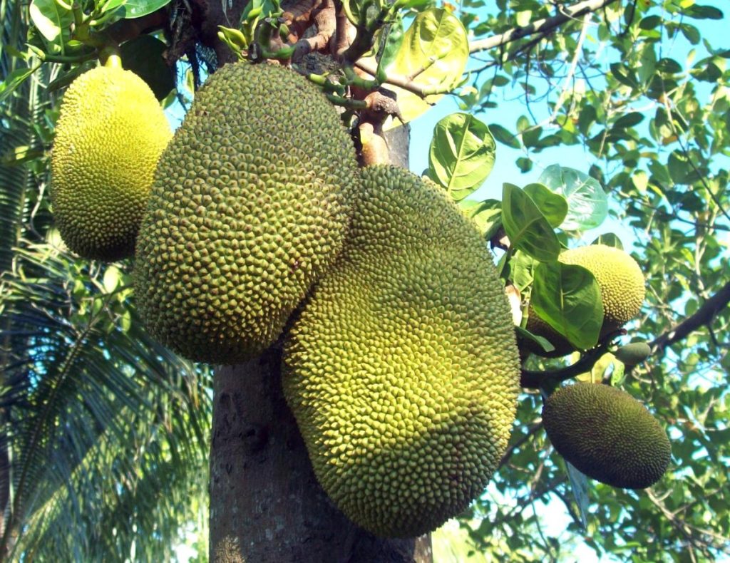 Langka (jackfruit) growing on a tree, featured among plants associated with herbal medicines.