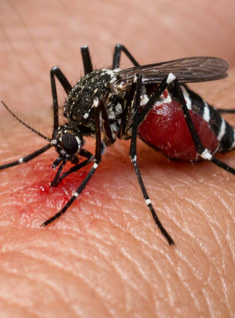Mosquito defense 101: Proven Strategies To Keep Them Away