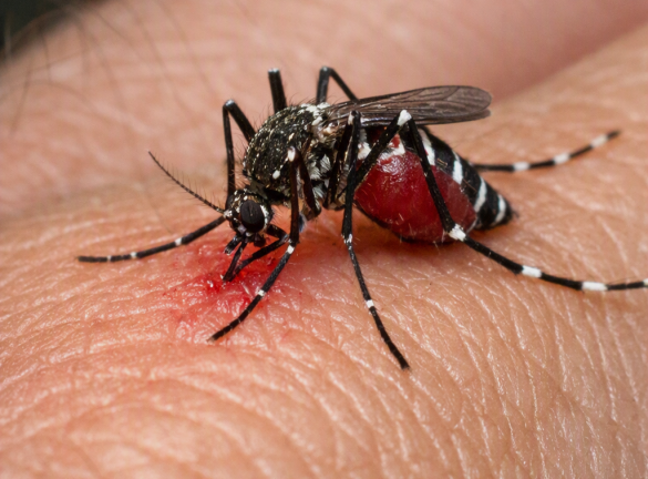 Mosquito defense 101: Proven Strategies To Keep Them Away