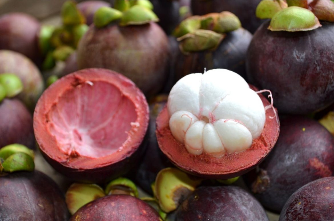 Opened mangosteen fruit revealing its white flesh during an off-season mangosteen harvest demonstration.